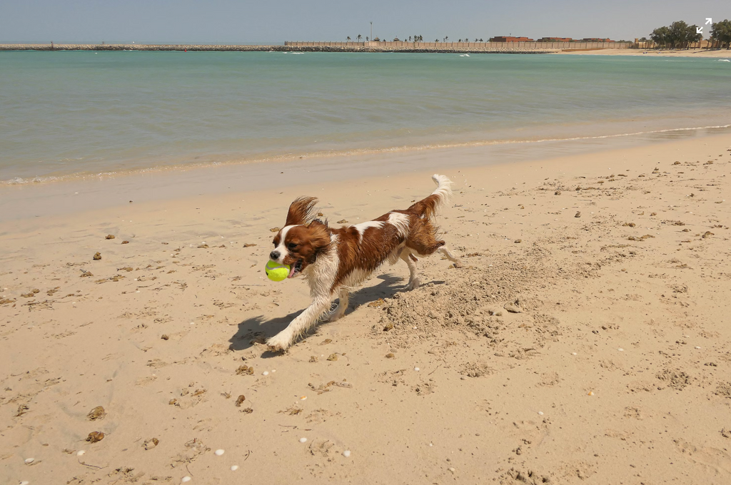 Navigating Dubai's Pet Healthcare Landscape: A Pet Owner's Guide