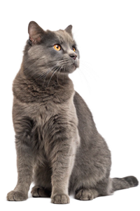 home1-cat-img